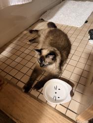 Reunited Female Cat last seen Washington st, Peabody, MA 01960