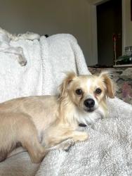 Found/Stray Male Dog last seen 2nd Ave and 8th St, Upland, CA 91786