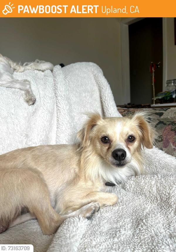 Found/Stray Male Dog last seen 2nd Ave and 8th St, Upland, CA 91786