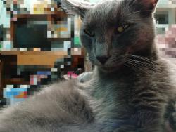 Lost Male Cat last seen Near cholla road, Las Cruces, NM 88011