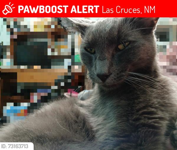 Lost Male Cat last seen Near cholla road, Las Cruces, NM 88011