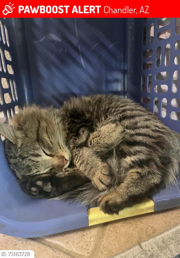 Lost Male Cat last seen Dobson rd & warner rd, Amberwood N. Neighborhood, Chandler, AZ 85224