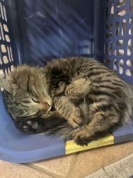 Lost Male Cat last seen Dobson rd & warner rd, Amberwood N. Neighborhood, Chandler, AZ 85224