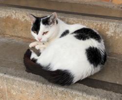 Lost Female Cat last seen Wemyss bay, Inverclyde, Scotland 