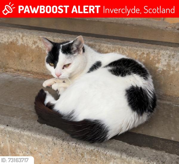 Lost Female Cat last seen Wemyss bay, Inverclyde, Scotland 
