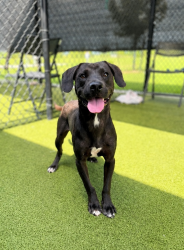 Shelter Stray Male Dog last seen Near Adams Lane, DUSON, LA, 70529, 410 Dugas Rd, Lafayette, LA 70507, USA