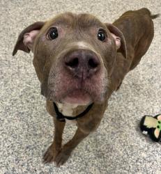 Shelter Stray Male Dog last seen Colorado Mills Mall, Golden, CO, 80401, 580 McIntyre St, Golden, CO 80401, USA