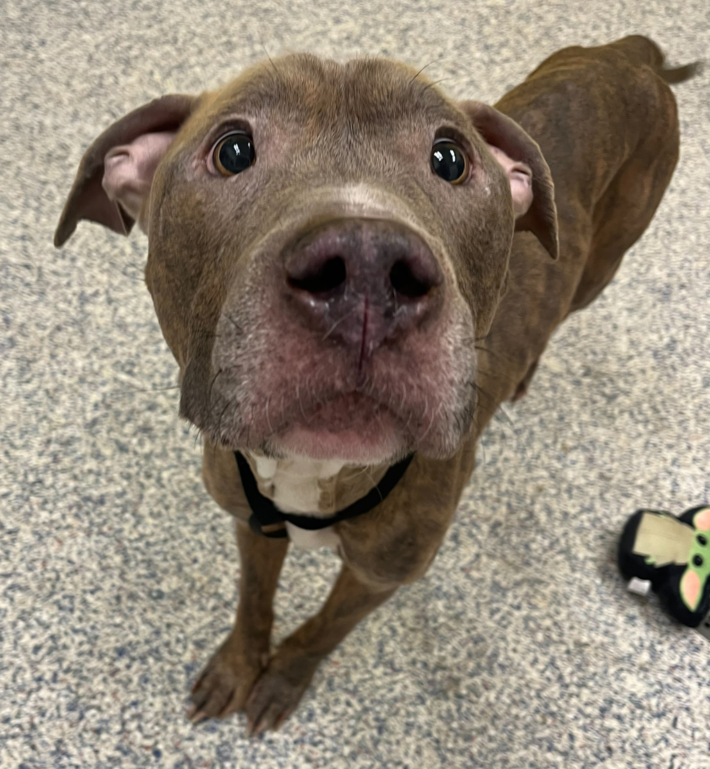 Shelter Stray Male Dog last seen Colorado Mills Mall, Golden, CO, 80401, 580 McIntyre St, Golden, CO 80401, USA