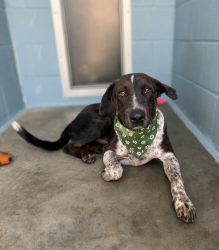 Shelter Stray Male Dog last seen Ridge Road, SCOTT, LA, 70583, 410 Dugas Rd, Lafayette, LA 70507, USA