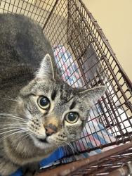 Shelter Stray Female Cat last seen Near W 25th Avenue, SPOKANE, WA, 99203, 6815 E Trent Ave, Spokane, WA 99212, USA