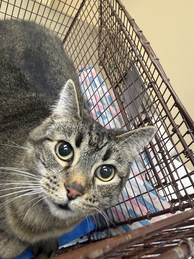 Shelter Stray Female Cat last seen Near W 25th Avenue, SPOKANE, WA, 99203, 6815 E Trent Ave, Spokane, WA 99212, USA
