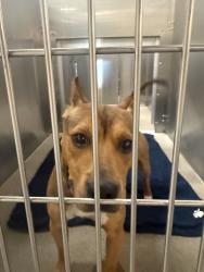 Shelter Stray Male Dog last seen Near W Cora Avenue, SPOKANE, WA, 99205, 6815 E Trent Ave, Spokane, WA 99212, USA