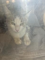 Shelter Stray Male Cat last seen Near S Cable Ridge Road, Kearns Township, UT, 84118, 511 W 3900 S, Salt Lake City, UT 84123, USA