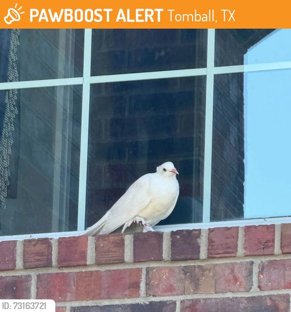 Found/Stray Unknown Bird last seen Miramar Lakes, Tomball, TX 77375