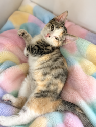 Shelter Stray Female Cat last seen Near Marigny Circle, DUSON, LA, 70529, 410 Dugas Rd, Lafayette, LA 70507, USA