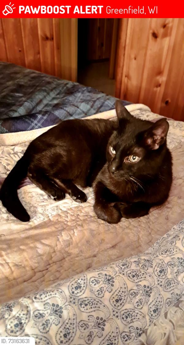 Lost Male Cat last seen Loomis and Edgerton, Greenfield, WI 53220