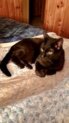 Lost Male Cat last seen Loomis and Edgerton, Greenfield, WI 53220