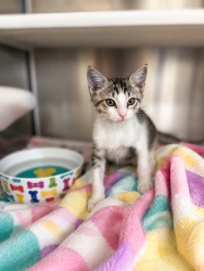 Shelter Stray Female Cat last seen Near Marigny Circle, DUSON, LA, 70529, 410 Dugas Rd, Lafayette, LA 70507, USA