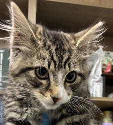 Shelter Stray Male Cat last seen SE Stark St & SE 223rd Ave, GRESHAM, OR, 97030, 1700 W Historic Columbia River Hwy, Troutdale, OR 97060, USA
