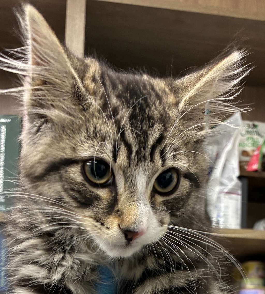 Shelter Stray Male Cat last seen SE Stark St & SE 223rd Ave, GRESHAM, OR, 97030, 1700 W Historic Columbia River Hwy, Troutdale, OR 97060, USA