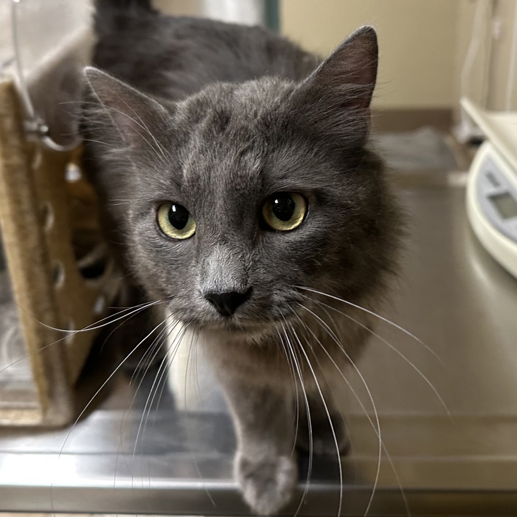 Shelter Stray Male Cat last seen owner surrender, OR, 1700 W Historic Columbia River Hwy, Troutdale, OR 97060, USA