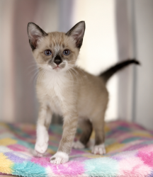 Shelter Stray Female Cat last seen Near Wallace Broussard Road, CARENCRO, LA, 70520, 410 Dugas Rd, Lafayette, LA 70507, USA