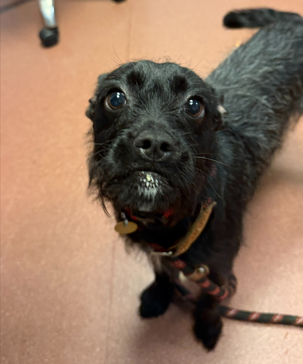 Shelter Stray Female Dog last seen Edes Avenue, OAKLAND, CA, 94603, 8323 Baldwin St, Oakland, CA 94621, USA