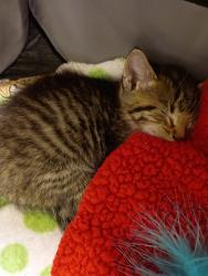 Shelter Stray Male Cat last seen Chester Road / West Hundred Road, CHESTER, VA, 23831, 9300 Public Works Rd, Chesterfield, VA 23832, USA