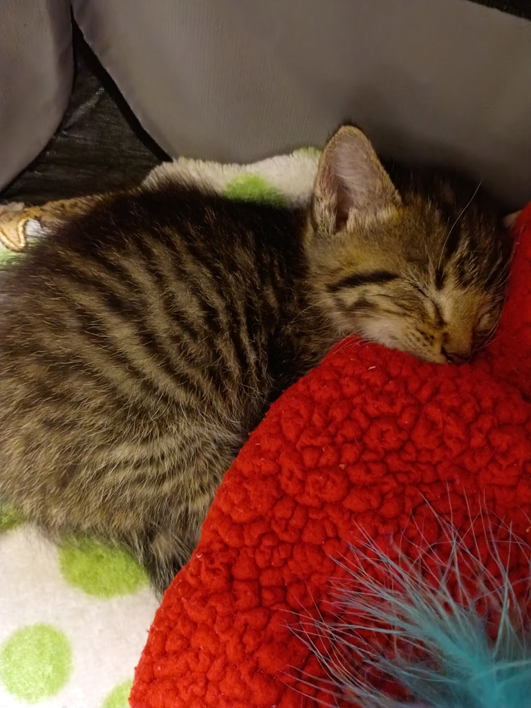 Shelter Stray Male Cat last seen Chester Road / West Hundred Road, CHESTER, VA, 23831, 9300 Public Works Rd, Chesterfield, VA 23832, USA