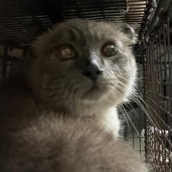Shelter Stray Unknown Cat last seen Near 42nd Street, DES MOINES, IA, 50310, Des Moines, IA 50313