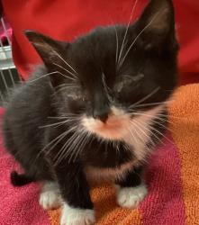 Shelter Stray Male Cat last seen found near Greene rd and Millbrook rd in Raleigh, RALEIGH, NC, 27604, 820 Beacon Lake Dr, Raleigh, NC 27610, USA