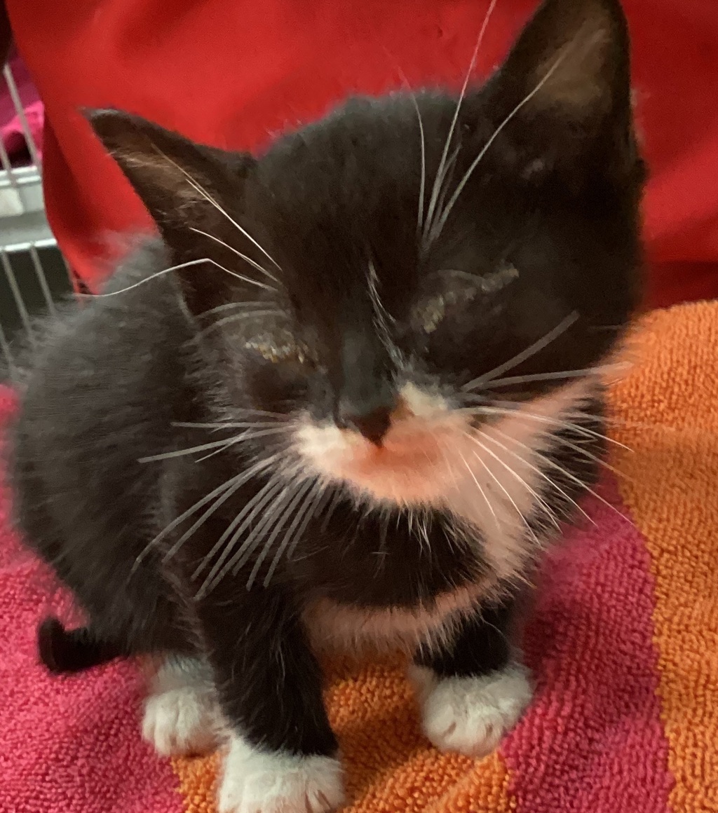 Shelter Stray Male Cat last seen found near Greene rd and Millbrook rd in Raleigh, RALEIGH, NC, 27604, 820 Beacon Lake Dr, Raleigh, NC 27610, USA