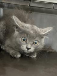 Shelter Stray Unknown Cat last seen Wellings Court, VIRGINA BEACH, VA, 341 S Birdneck Rd, Virginia Beach, VA 23451, USA