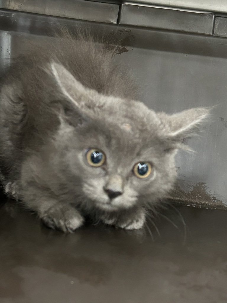 Shelter Stray Unknown Cat last seen Wellings Court, VIRGINA BEACH, VA, 341 S Birdneck Rd, Virginia Beach, VA 23451, USA