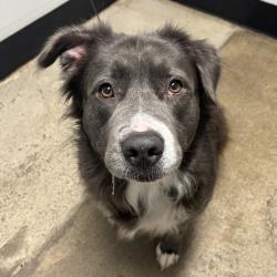 Shelter Stray Female Dog last seen Near Provost Road, SILVERDALE, WA, 98383, 9167 Dickey Rd NW, Silverdale, WA 98383, USA