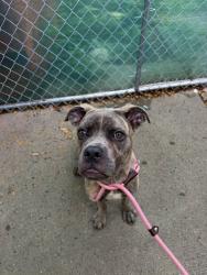 Shelter Stray Male Dog last seen E 112 Street, NEW YORK, NY, 10029, 326 E 110th St, New York, NY 10029, USA