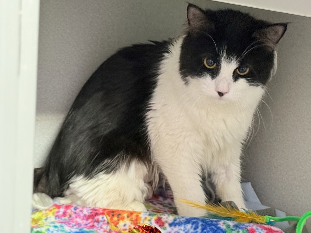 Shelter Stray Female Cat last seen Near Westchester Avenue, BRONX, NY, 10455, 326 E 110th St, New York, NY 10029, USA