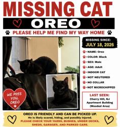 Lost Male Cat last seen The Grand Cherry Hill apmts, Cherry Hill Township, NJ 08034