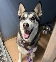 Shelter Stray Female Dog last seen Broadway, San Diego, CA, 92101, 5500 Gaines St, San Diego, CA 92110, USA