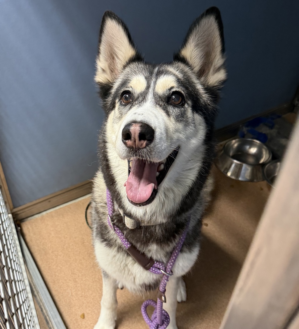 Shelter Stray Female Dog last seen Broadway, San Diego, CA, 92101, 5500 Gaines St, San Diego, CA 92110, USA
