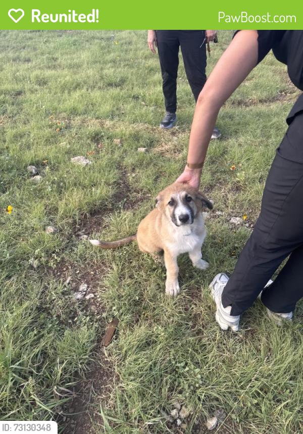 Reunited Male Dog last seen 11th and 156th st, Tulsa, OK 74108