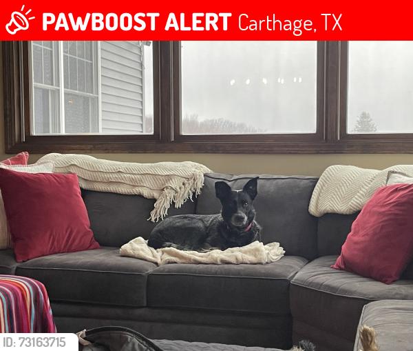 Lost Female Dog last seen CR 151, Carthage, TX 75633