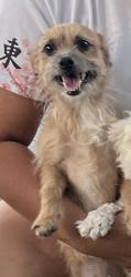 Reunited Female Dog last seen 15th Ave I east Lancaster, Lancaster, CA 93535