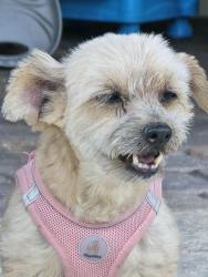 Reunited Female Dog last seen Decatur and farm, North Las Vegas, NV 89084