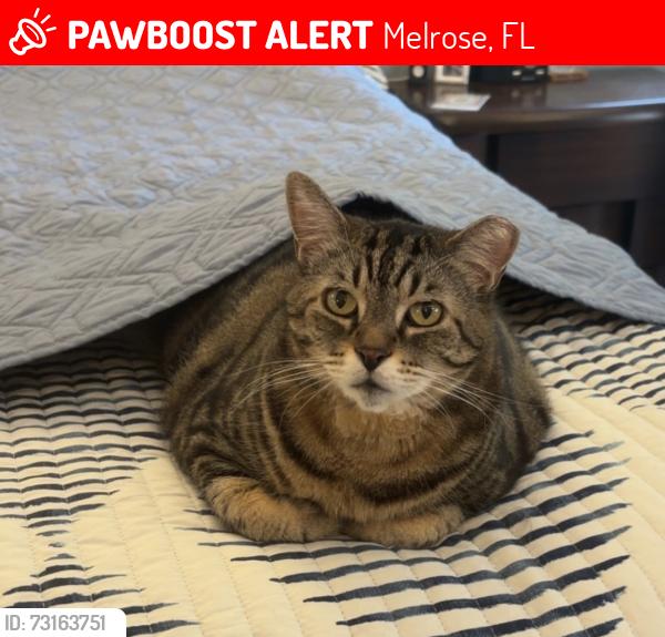 Lost Male Cat last seen Near Lake Swan Camp on State Road 26, Melrose, FL 32666