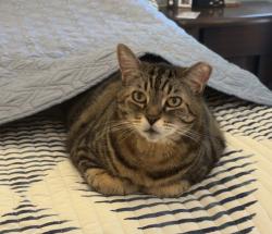 Lost Male Cat last seen Near Lake Swan Camp on State Road 26, Melrose, FL 32666