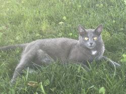 Lost Female Cat last seen Hawthorne and Sycamore St, Eudora, KS, Eudora, KS 66025