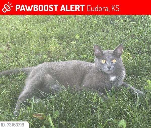 Lost Female Cat last seen Hawthorne and Sycamore St, Eudora, KS, Eudora, KS 66025