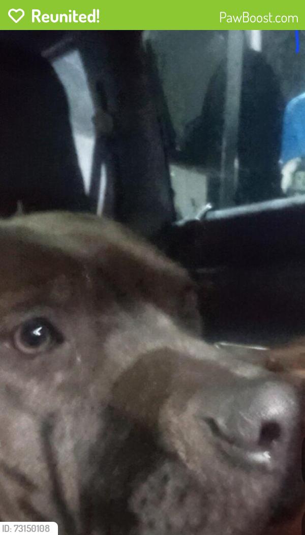 Reunited Male Dog last seen Riverbed pch, Long Beach, CA 90807