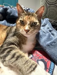 Reunited Female Cat last seen Hubbard and Ten mile, Kuna, ID 83634